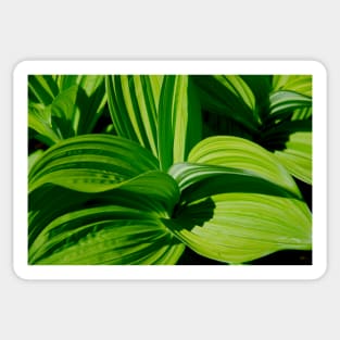 Green Leaves Sticker